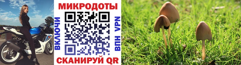 Купить  Бологое  Галлюциногенные грибы Magic Shrooms 